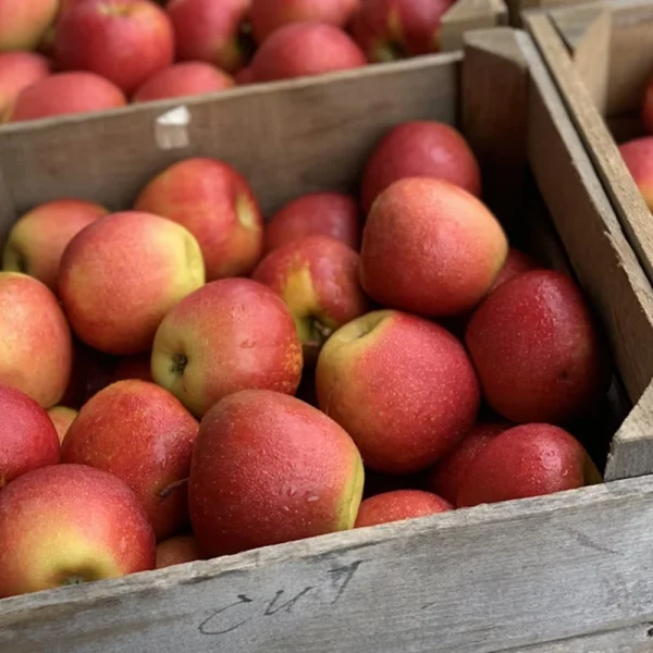 Appels Delcorf