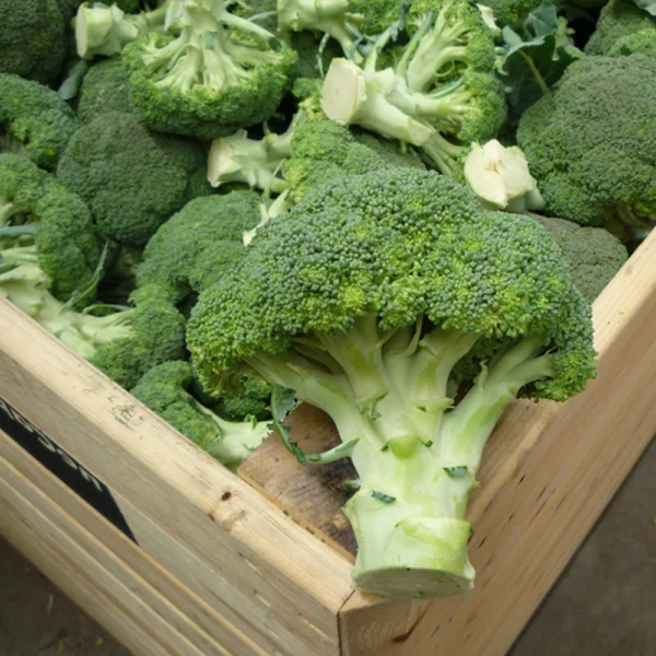 Broccoli