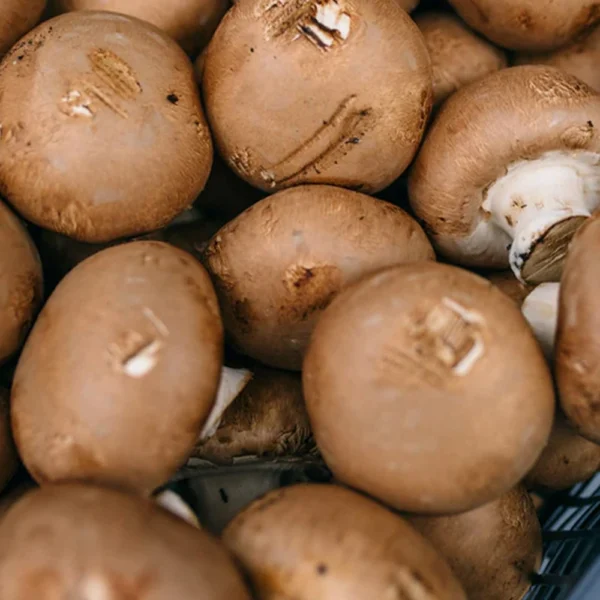 Kastanje champignons