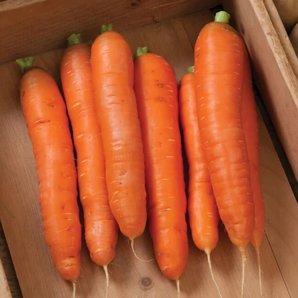 Winterpeen