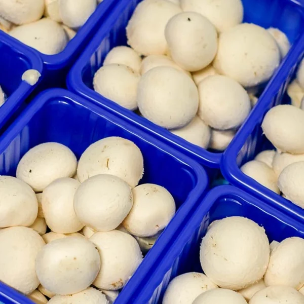 Witte Champignons